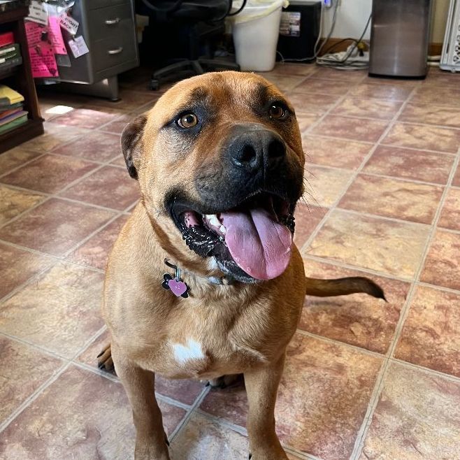 Axl, a Adoptable mixed breed in Choteau, MT image 6/8