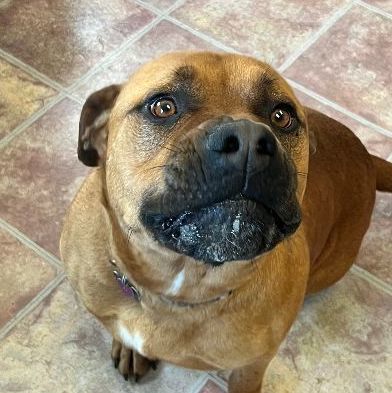 Enlarge Axl, a Adoptable mixed breed in Choteau, MT image 7/8