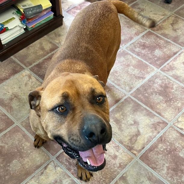 Enlarge Axl, a Adoptable mixed breed in Choteau, MT image 8/8