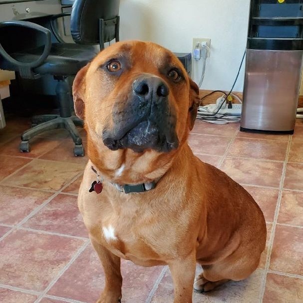 Axl, a Adoptable mixed breed in Choteau, MT image 1/8