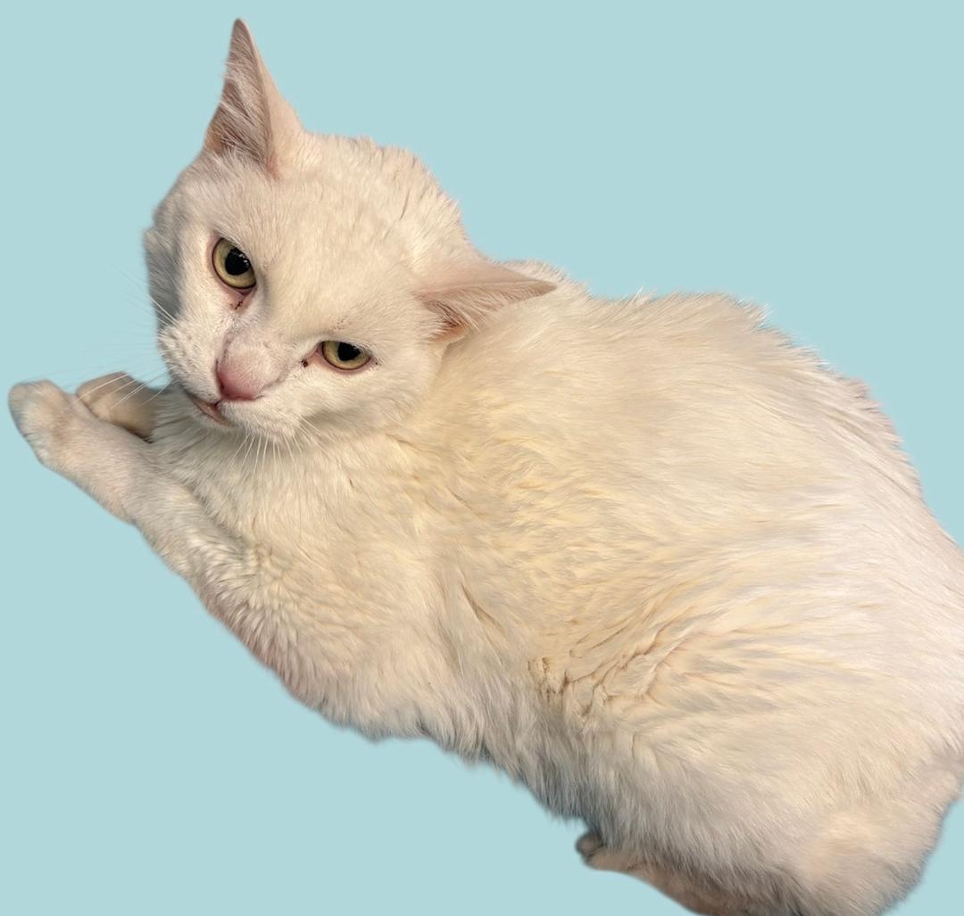 Echo, Adult Male unknown