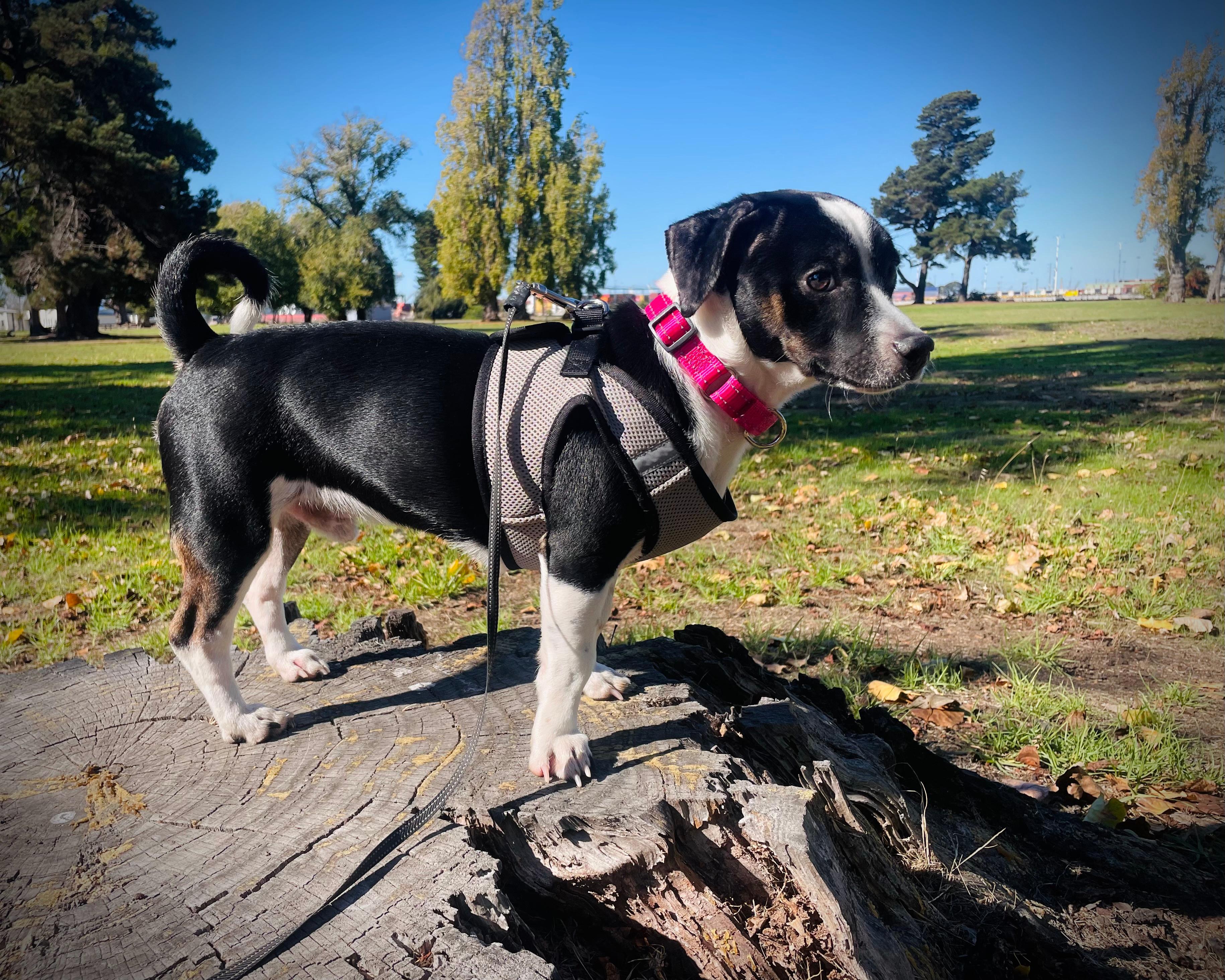 Enlarge Dash, a Adopted mixed breed in Oakland, CA image 3/5