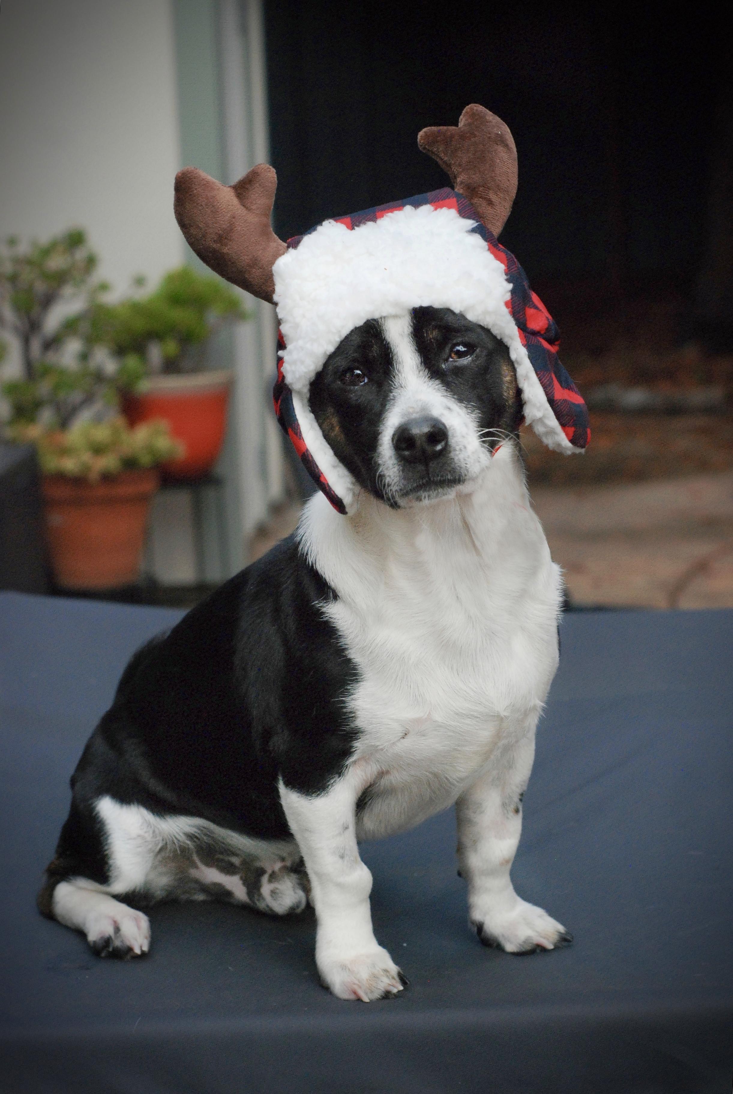 Enlarge Dash, a Adopted mixed breed in Oakland, CA image 1/5