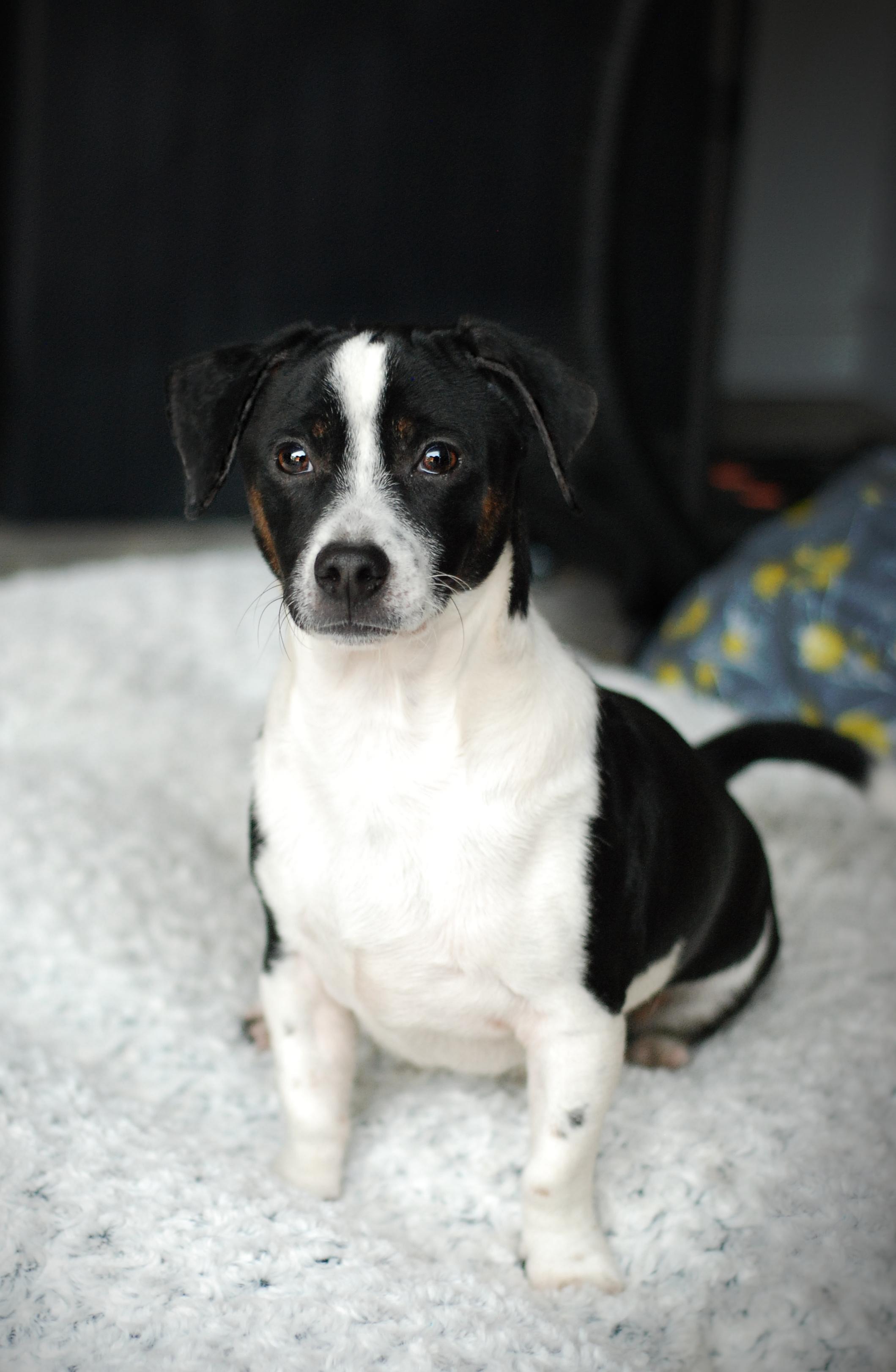 Enlarge Dash, a Adopted mixed breed in Oakland, CA image 5/5