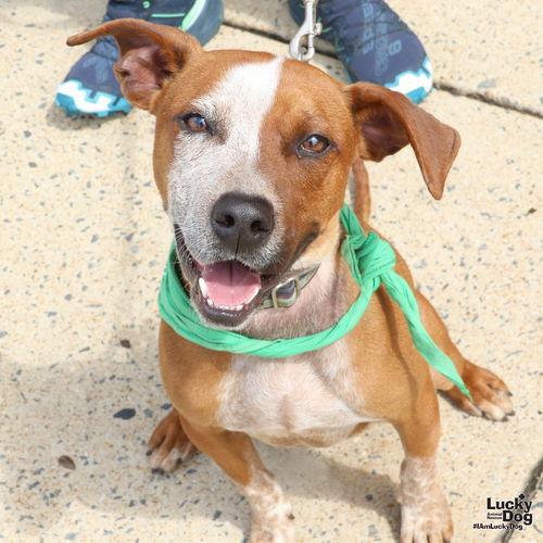 Enlarge Harvey, a Adopted mixed breed in Washington, DC image 1/3