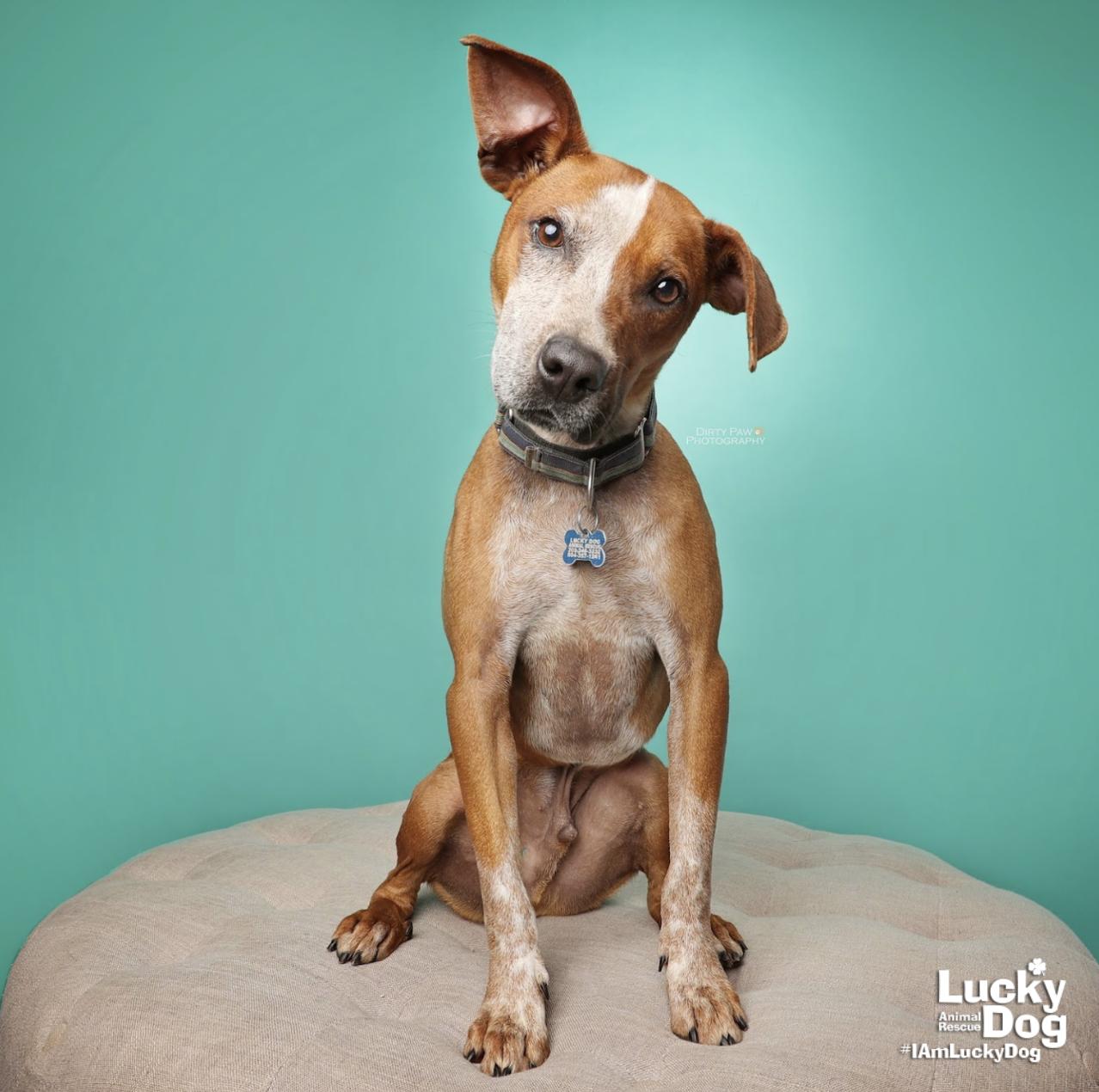 Enlarge Harvey, a Adopted mixed breed in Washington, DC image 2/3