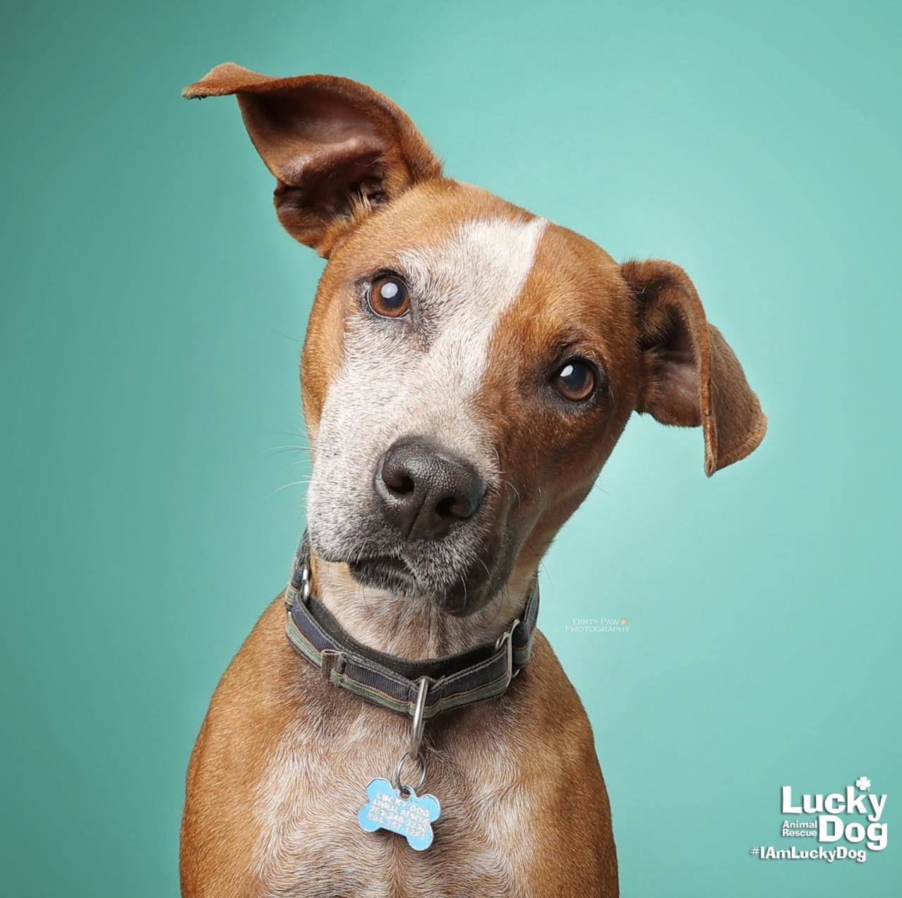 Enlarge Harvey, a Adopted mixed breed in Washington, DC image 3/3