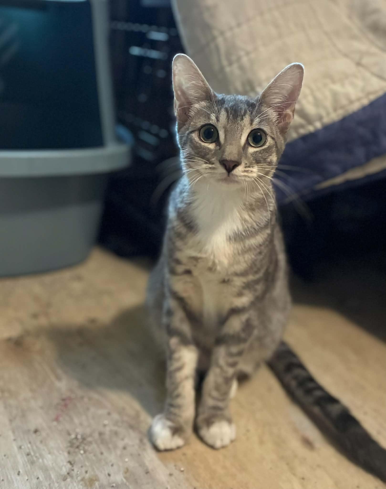 Enlarge Possum, a Adoptable Tabby in Newburgh, NY image 2/6