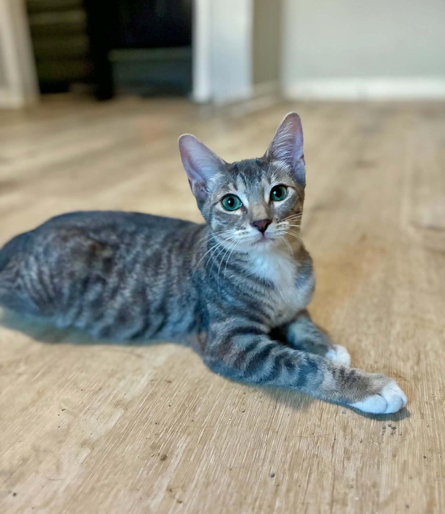 Enlarge Possum, a Adoptable Tabby in Newburgh, NY image 1/6