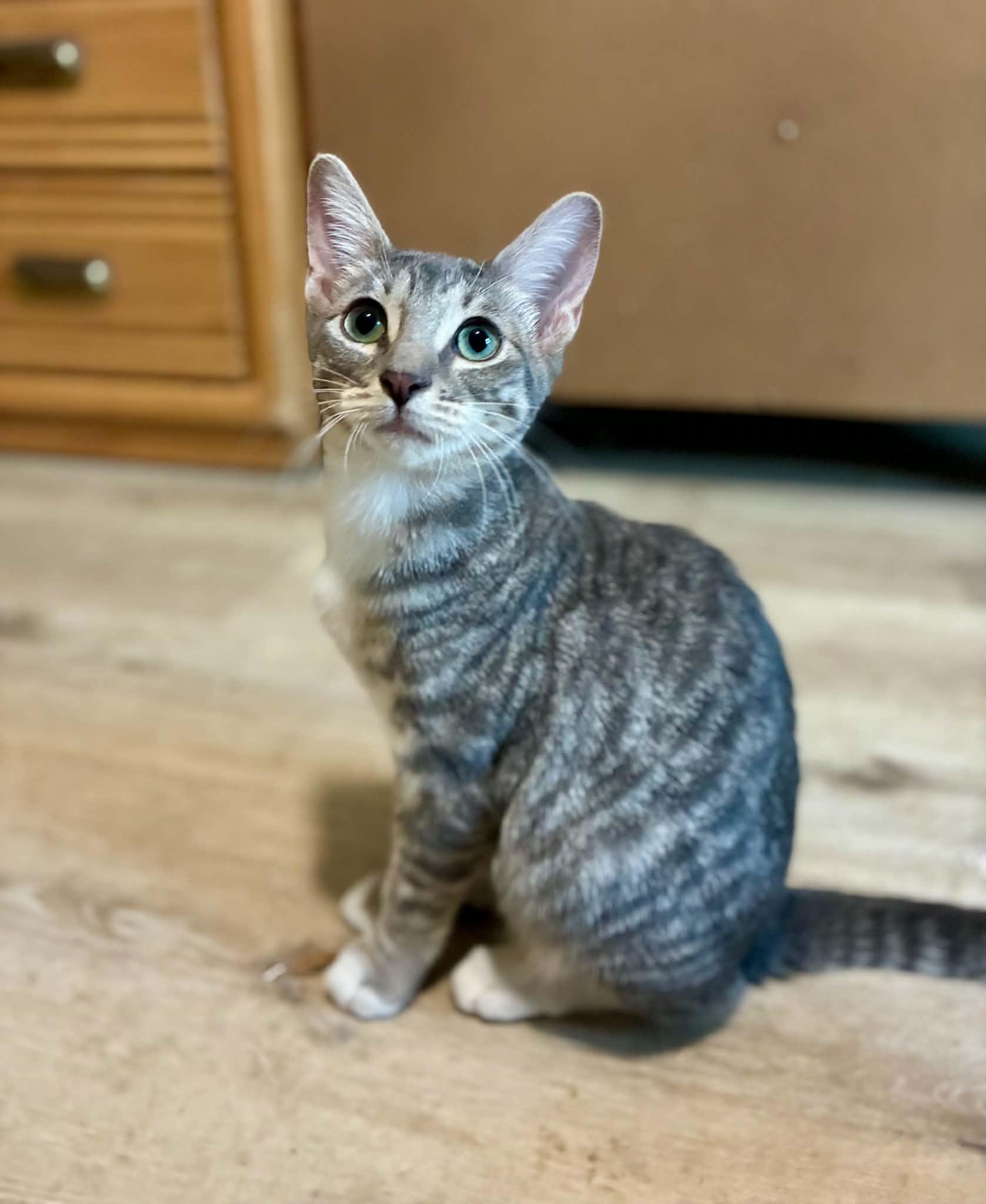 Enlarge Possum, a Adoptable Tabby in Newburgh, NY image 5/6