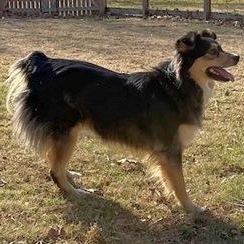 Enlarge Buttonz, a ADOPTABLE Australian Shepherd in Bowie , MD image 2/3