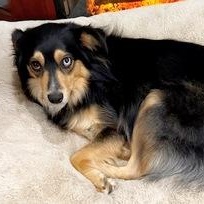 Enlarge Buttonz, a ADOPTABLE Australian Shepherd in Bowie , MD image 1/3