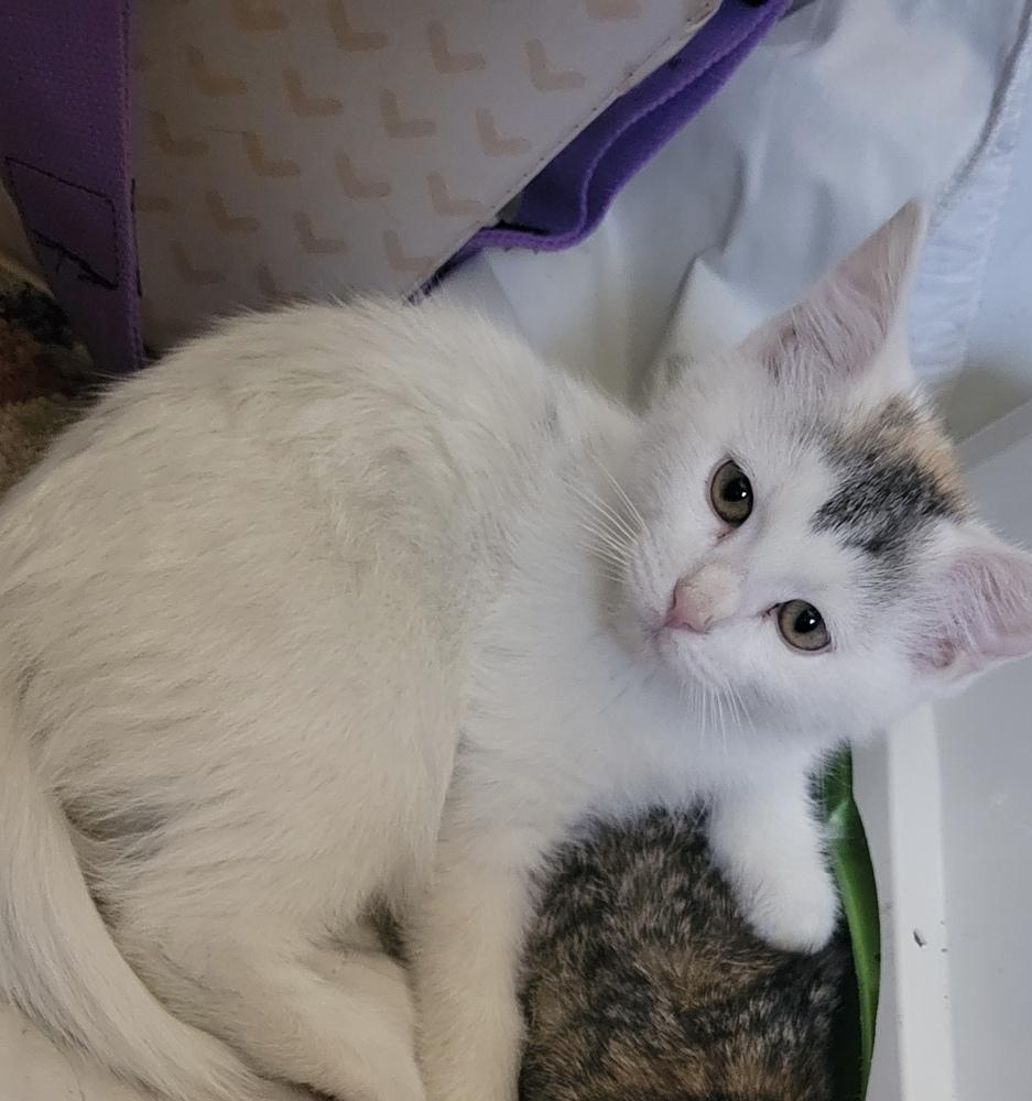 Enlarge Tiana, a Adoptable Domestic Short Hair in Plymouth, MN image 1/3