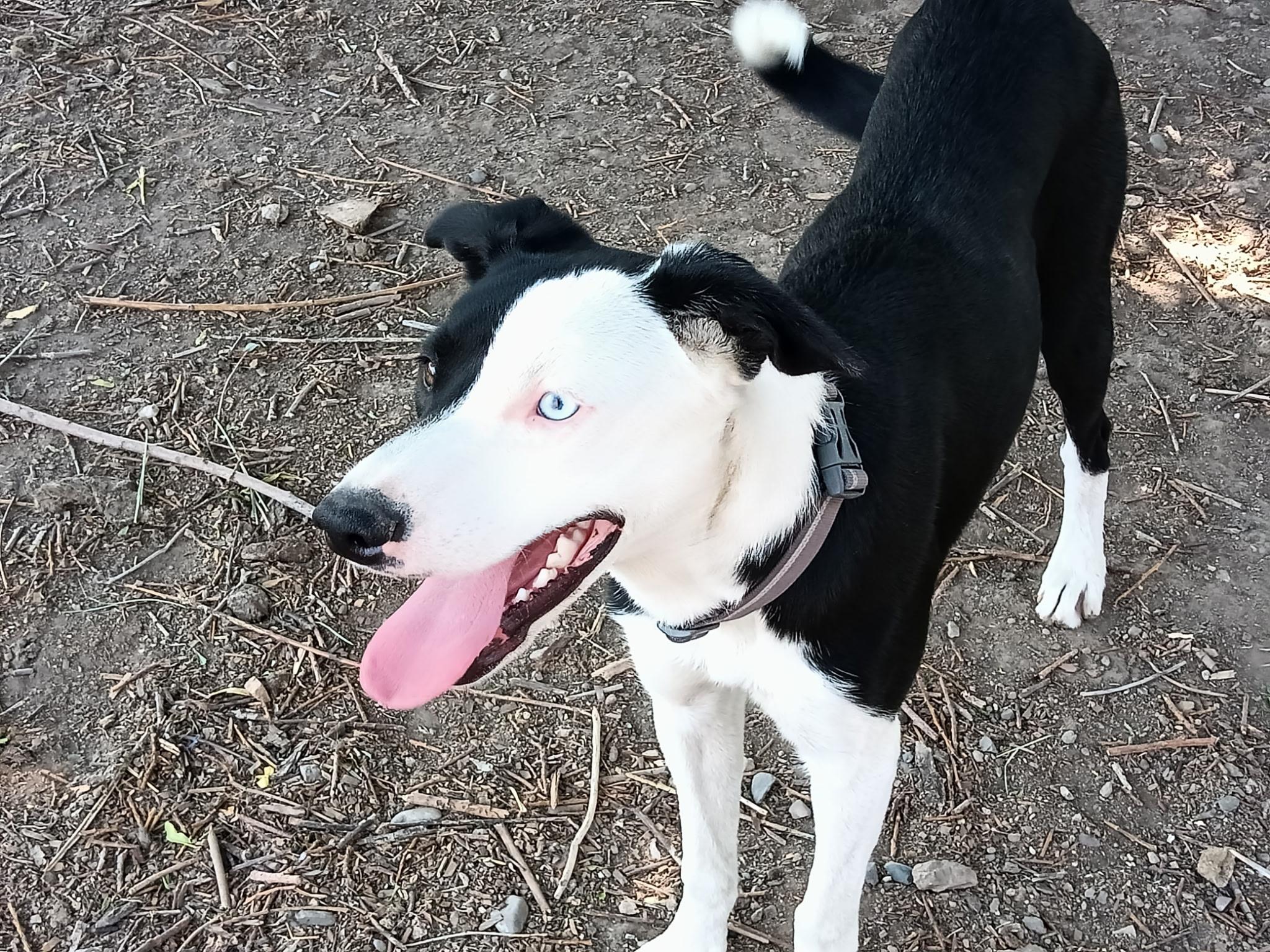 Enlarge Jasper, a ADOPTABLE McNab in Cardwell, MT image 2/3