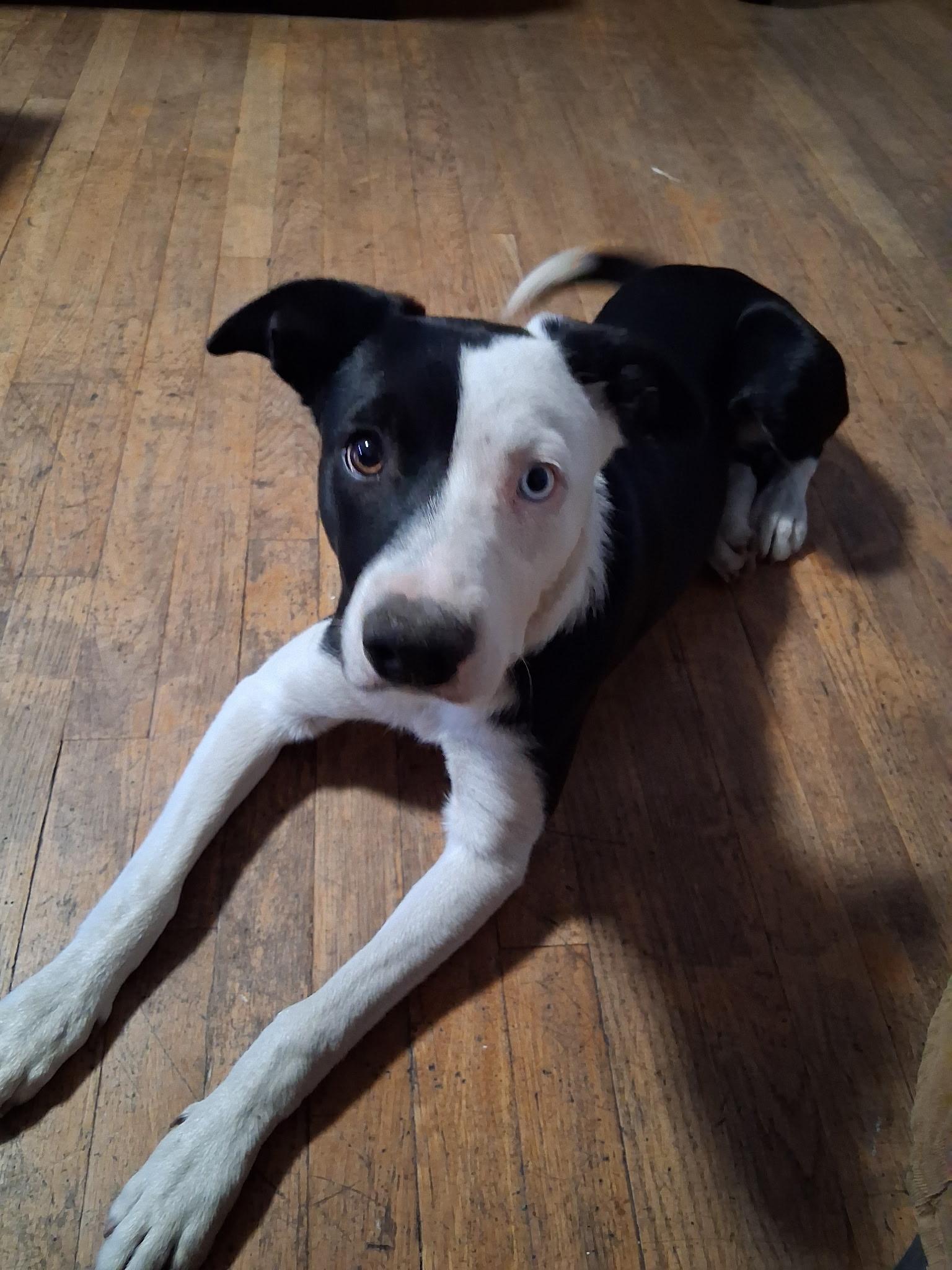 Jasper, ADOPTABLE, Puppy Male McNab.