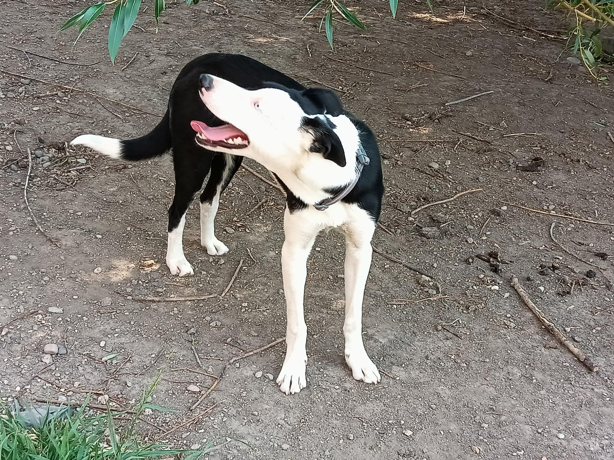 Enlarge Jasper, a ADOPTABLE McNab in Cardwell, MT image 3/3