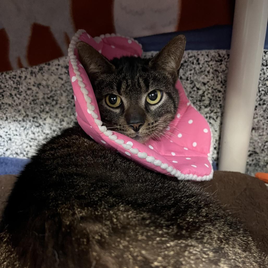 Biology, Adoptable, Adult Female Domestic Short Hair.