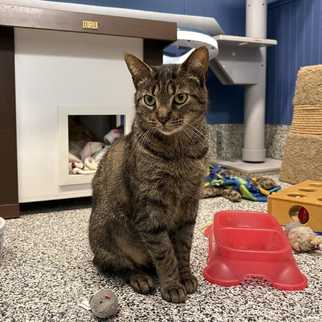 Biology, a Adoptable Domestic Short Hair in Mentor, OH image 2/4
