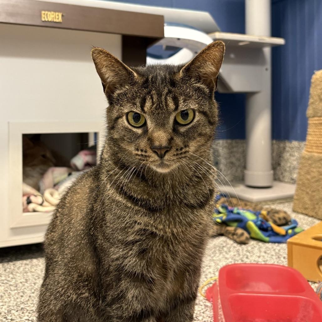 Biology, a Adoptable Domestic Short Hair in Mentor, OH image 3/4