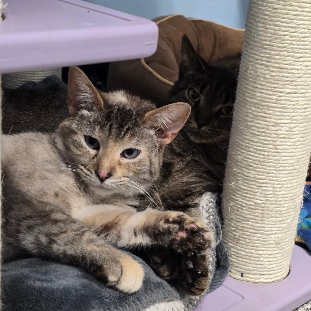 Biology, a Adoptable Domestic Short Hair in Mentor, OH image 4/4