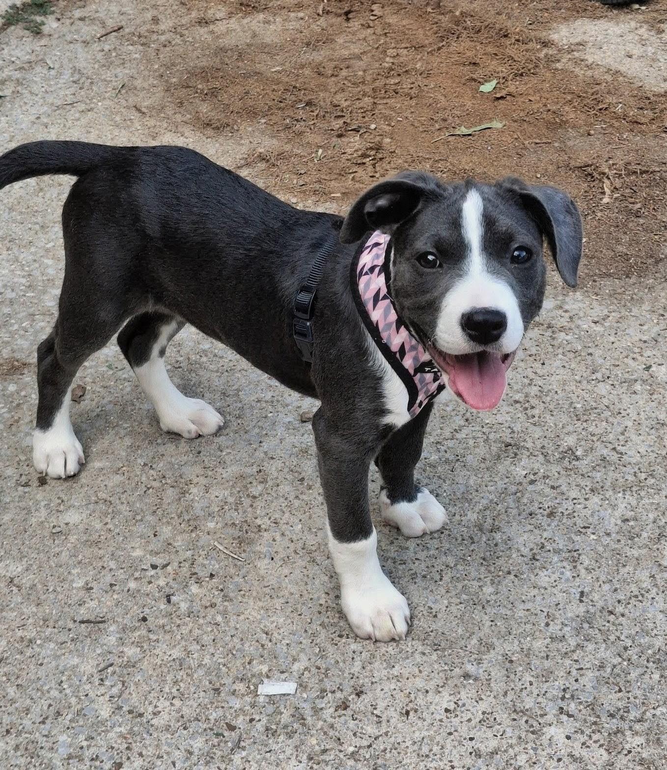 Enlarge Wiggles is adopted!, a Adoptable mixed breed in South Portland, ME image 2/6