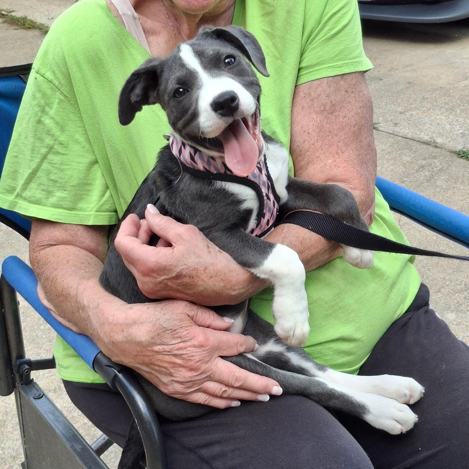 Enlarge Wiggles is adopted!, a Adoptable mixed breed in South Portland, ME image 4/6
