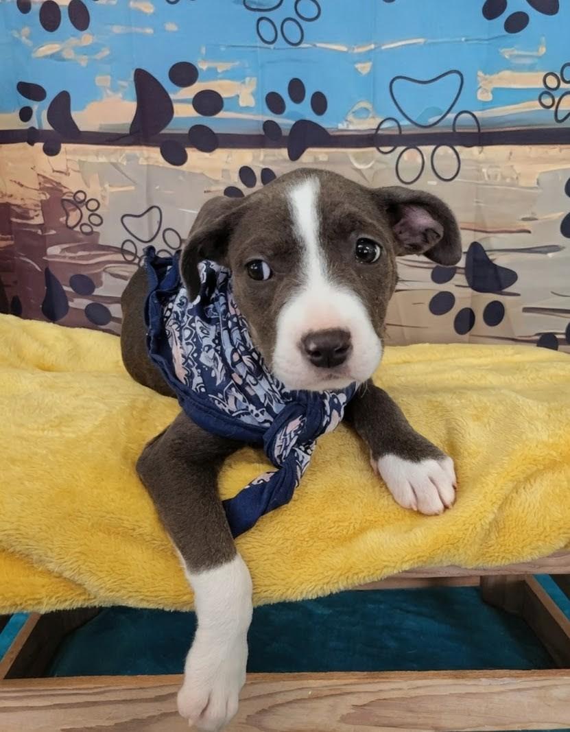Enlarge Wiggles is adopted!, a Adoptable mixed breed in South Portland, ME image 5/6