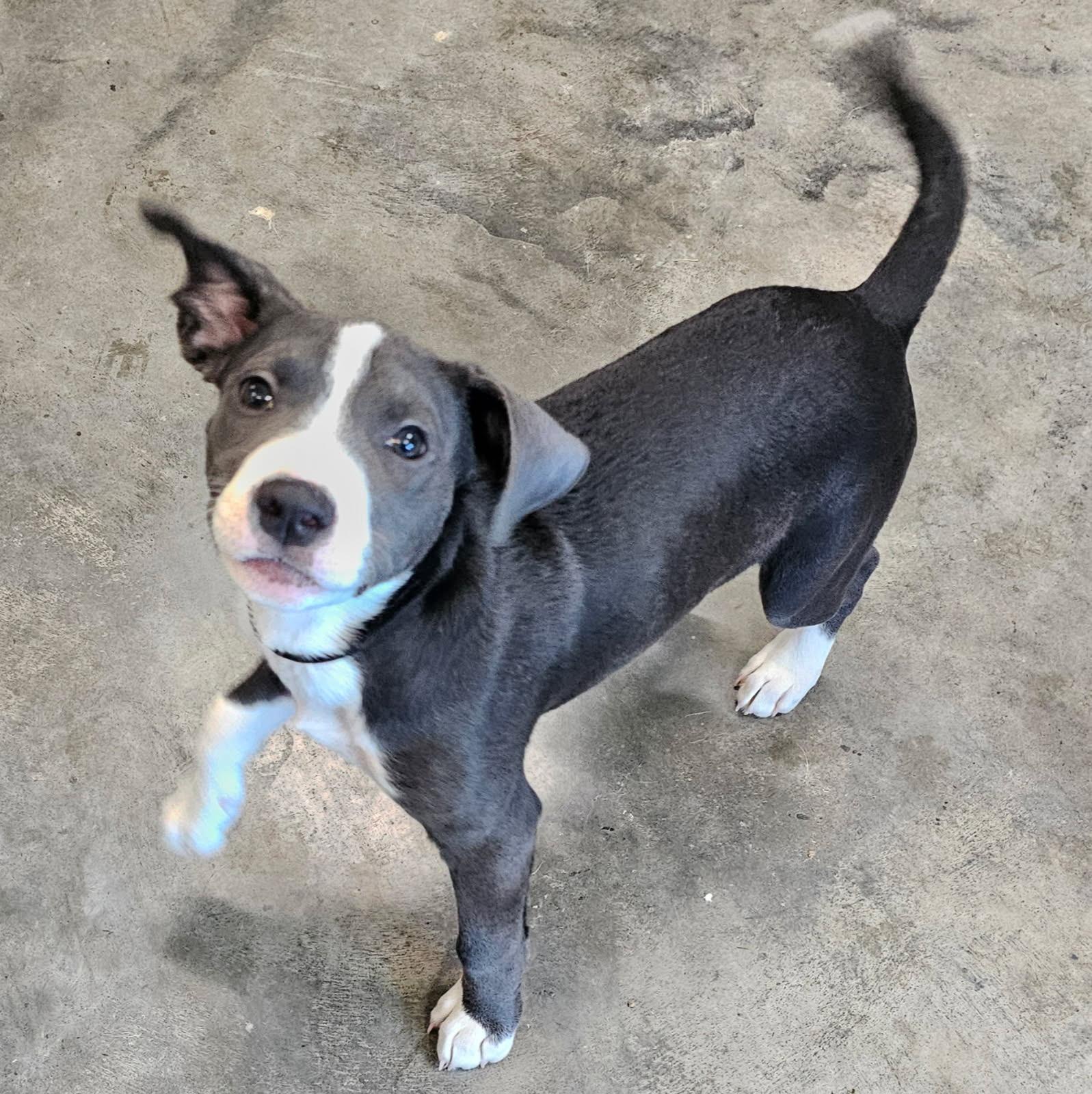 Enlarge Wiggles is adopted!, a Adoptable mixed breed in South Portland, ME image 3/6