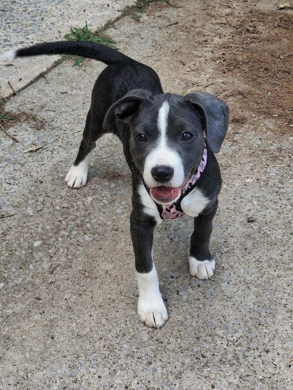 Wiggles is adopted!, Adoptable, Puppy Female Mixed Breed & Terrier.