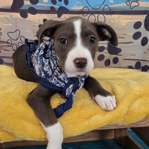 Enlarge Wiggles is adopted!, a Adoptable mixed breed in South Portland, ME image 6/6