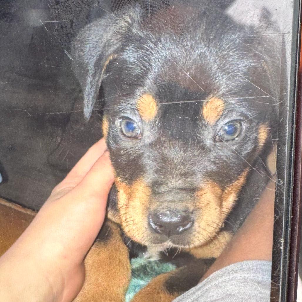 Riggs (Rocky), a Adoptable mixed breed in Madisonville, TN image 2/6