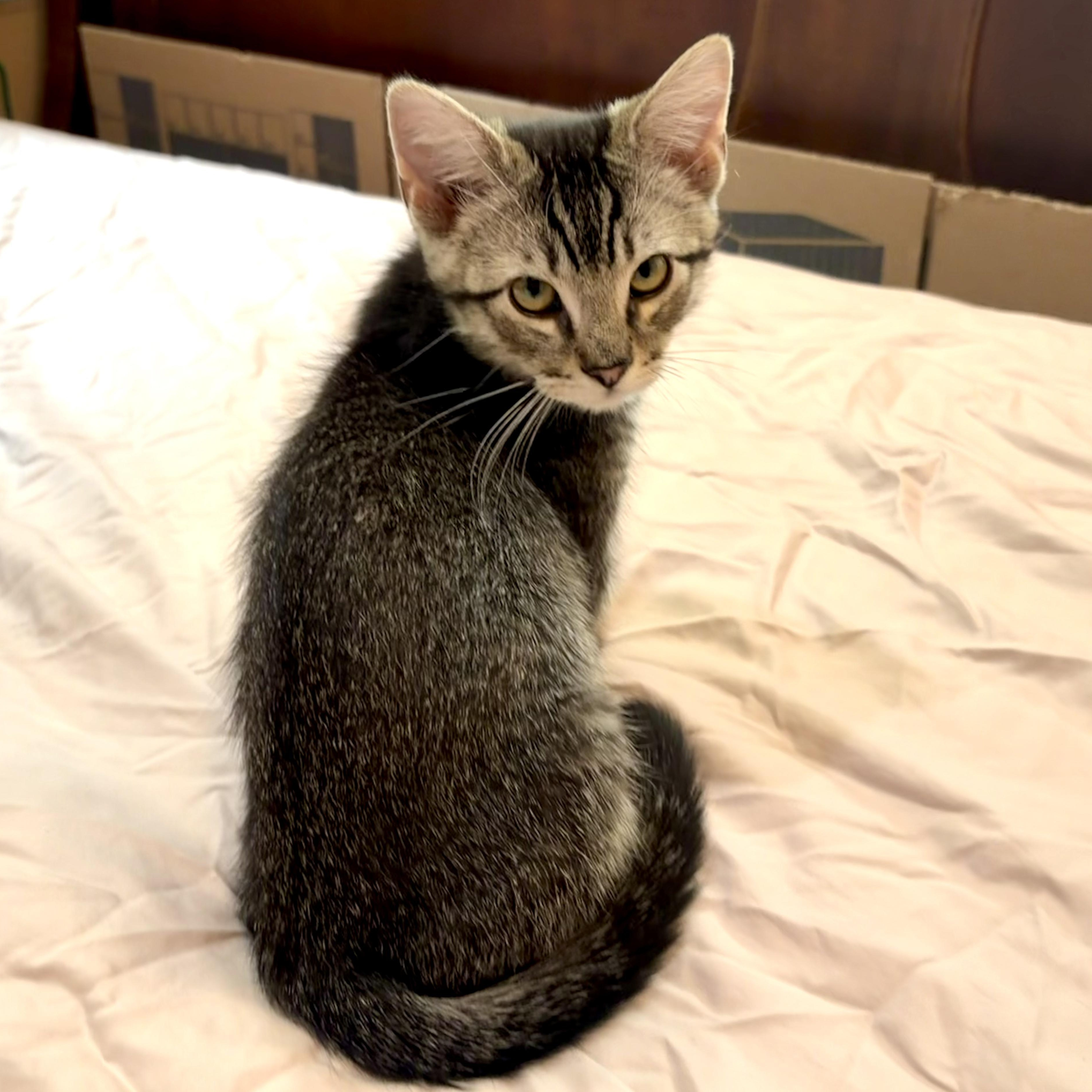 Enlarge Smokey - Road Warriors, a Adoptable Domestic Short Hair in Portland, OR image 2/5