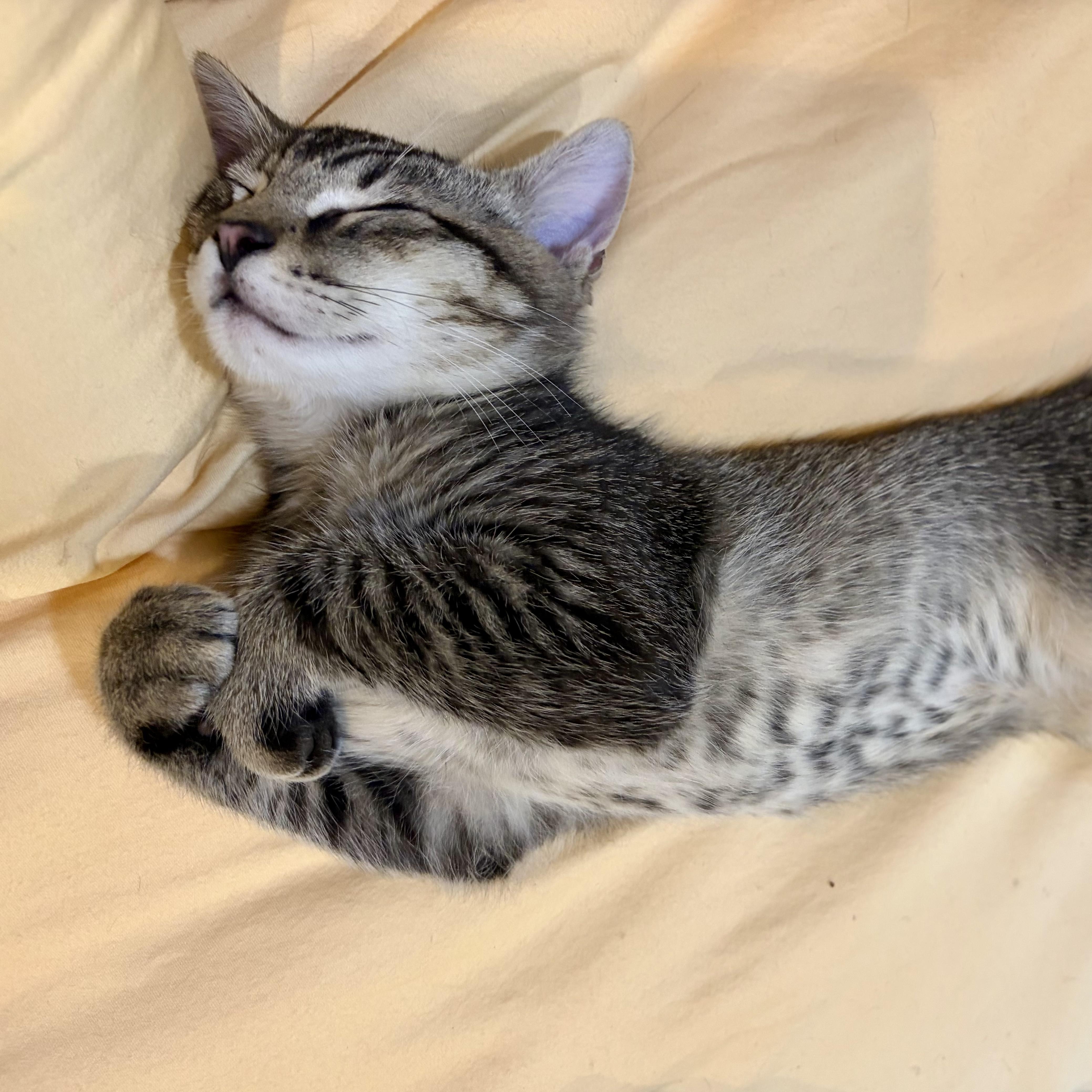 Smokey - Road Warriors, Adoptable, Kitten Male Domestic Short Hair.