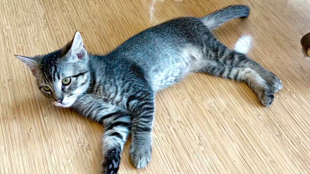 Enlarge Smokey - Road Warriors, a Adoptable Domestic Short Hair in Portland, OR video 3/5