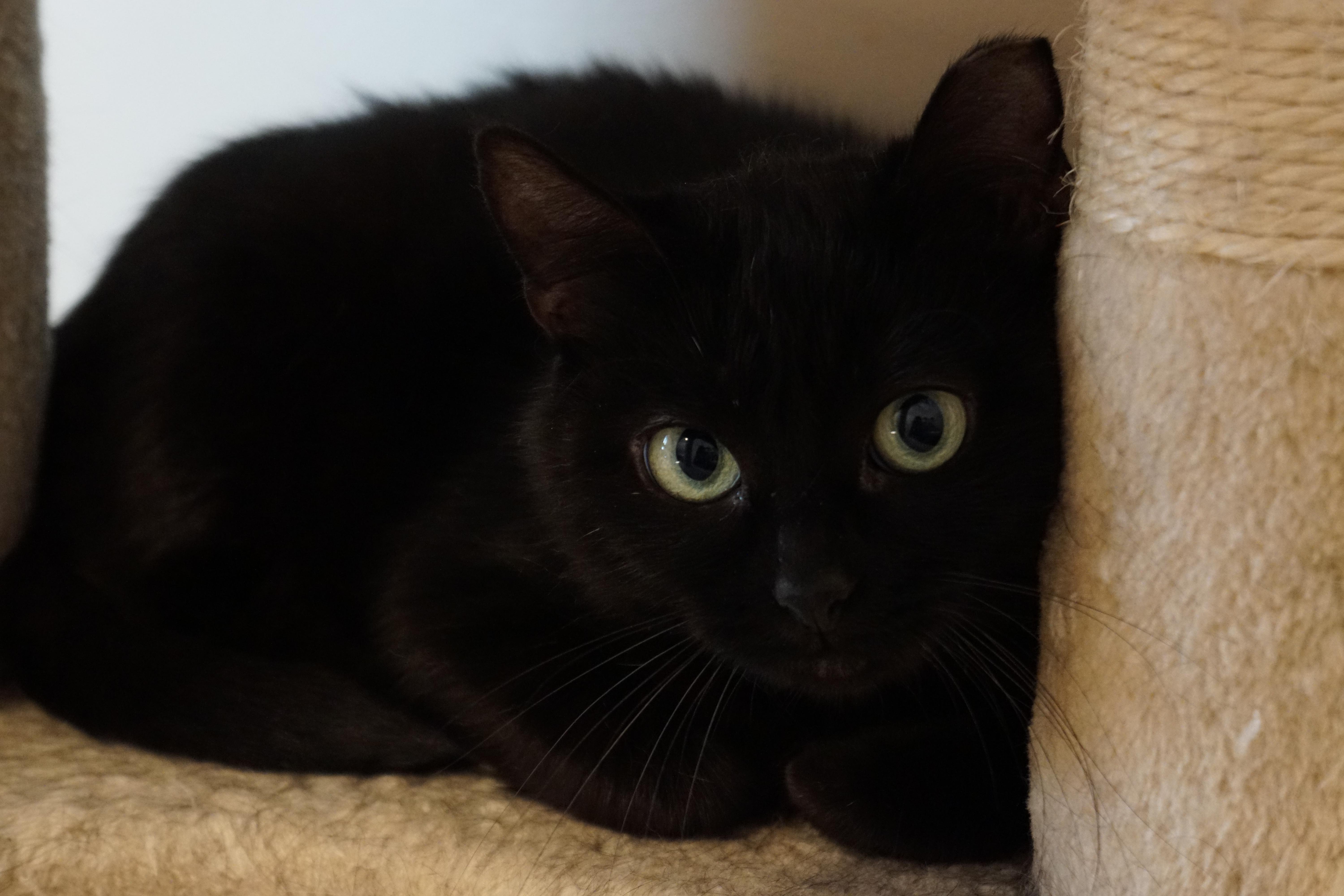 Lila, Adoptable, Adult Female Domestic Short Hair.
