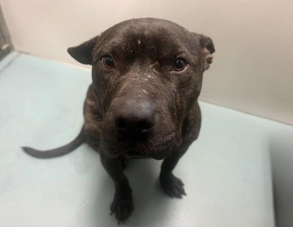ROSCOE, Adoptable, Adult Male Staffordshire Bull Terrier & Mixed Breed.