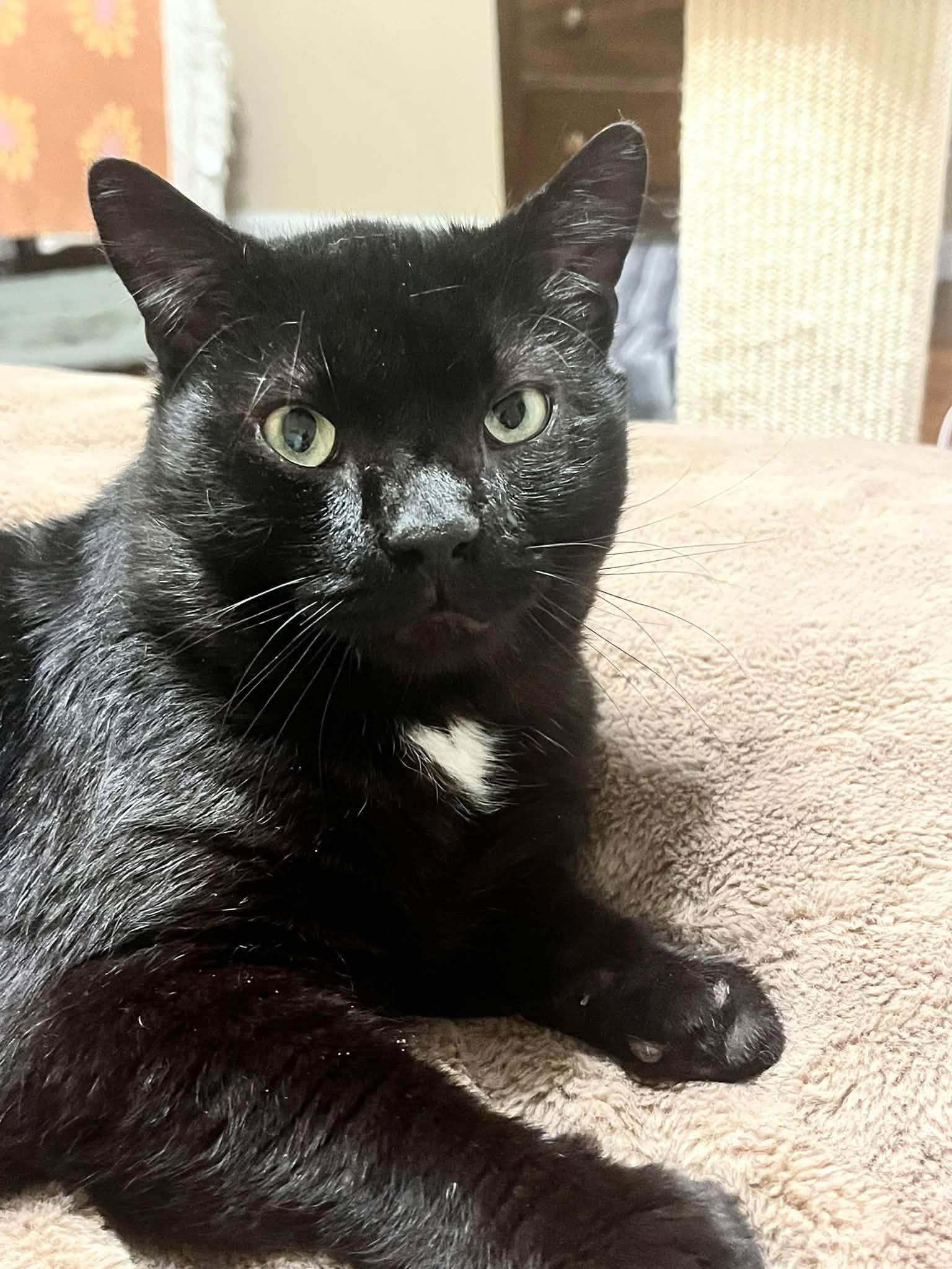 Danny, Adoptable, Adult Male Domestic Short Hair.