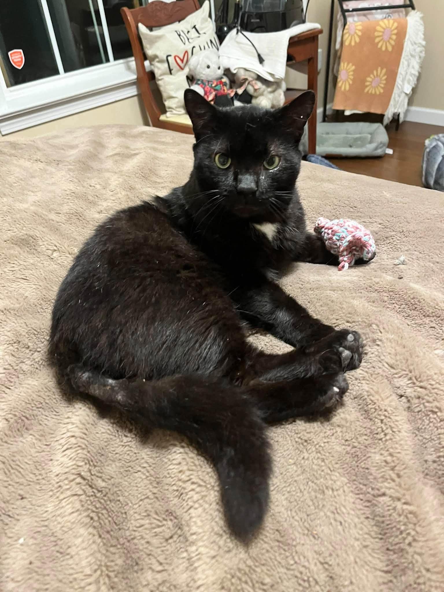 Enlarge Danny, a Adoptable Domestic Short Hair in Enfield, CT image 3/6