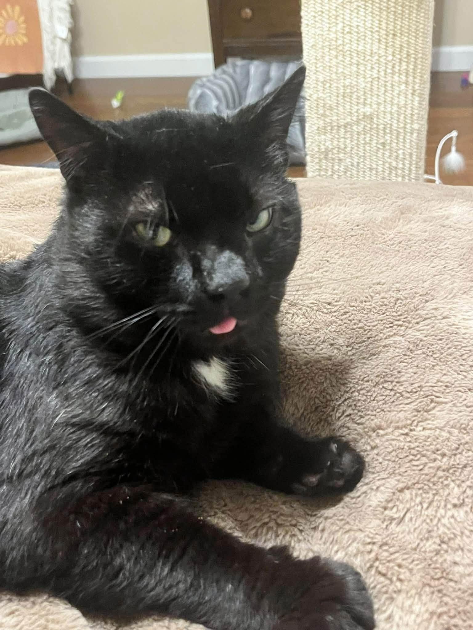 Enlarge Danny, a Adoptable Domestic Short Hair in Enfield, CT image 4/6