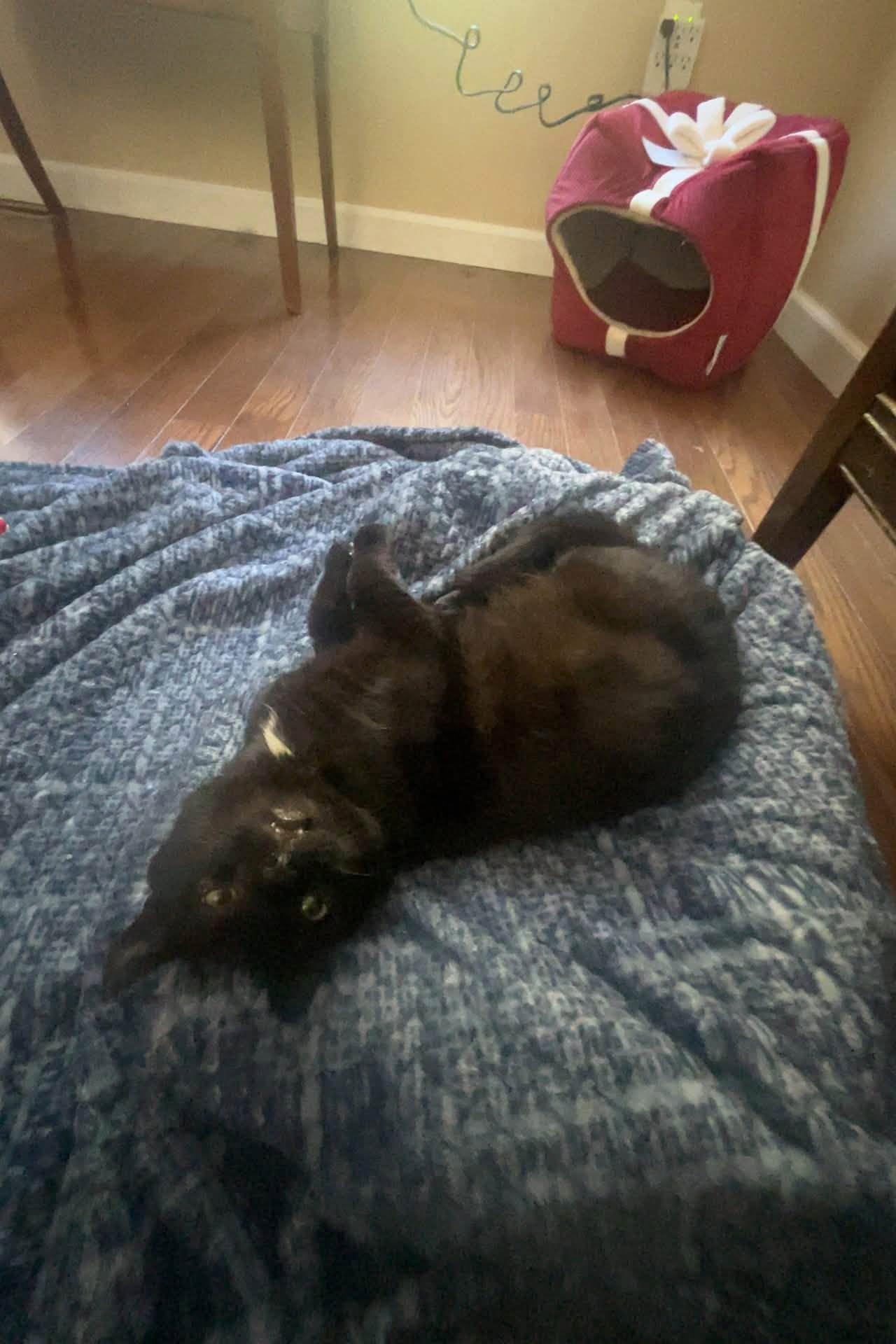 Enlarge Danny, a Adoptable Domestic Short Hair in Enfield, CT image 5/6