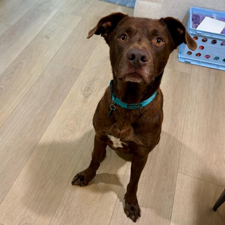 Enlarge Myles Carter, a Adoptable mixed breed in New Orleans, LA image 2/6