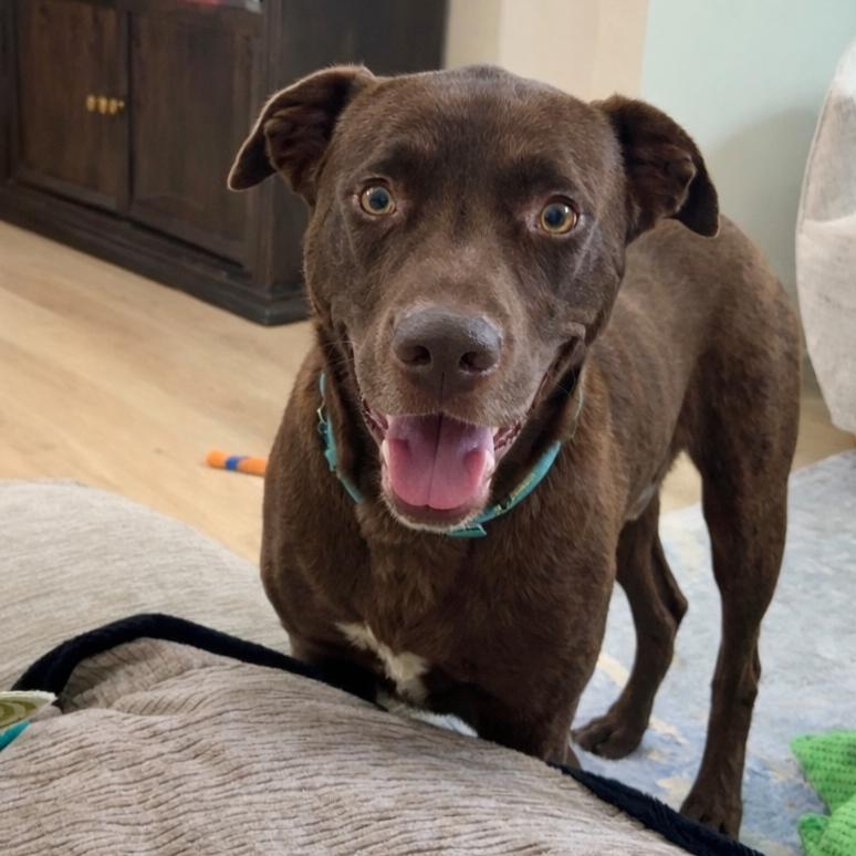 Enlarge Myles Carter, a Adoptable mixed breed in New Orleans, LA image 1/6