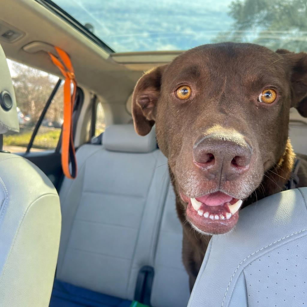 Enlarge Myles Carter, a Adoptable mixed breed in New Orleans, LA image 5/6