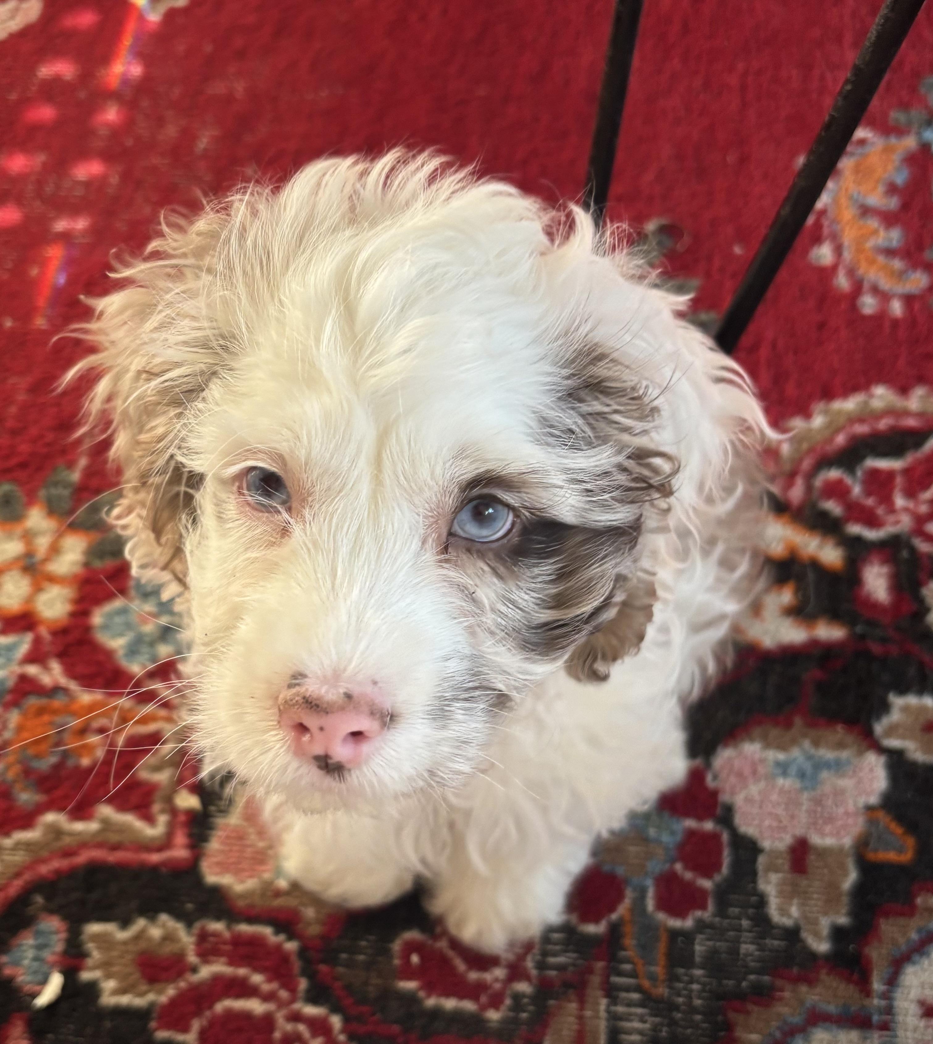 Enlarge Oliver, a ADOPTABLE mixed breed in Overland Park, KS image 3/3