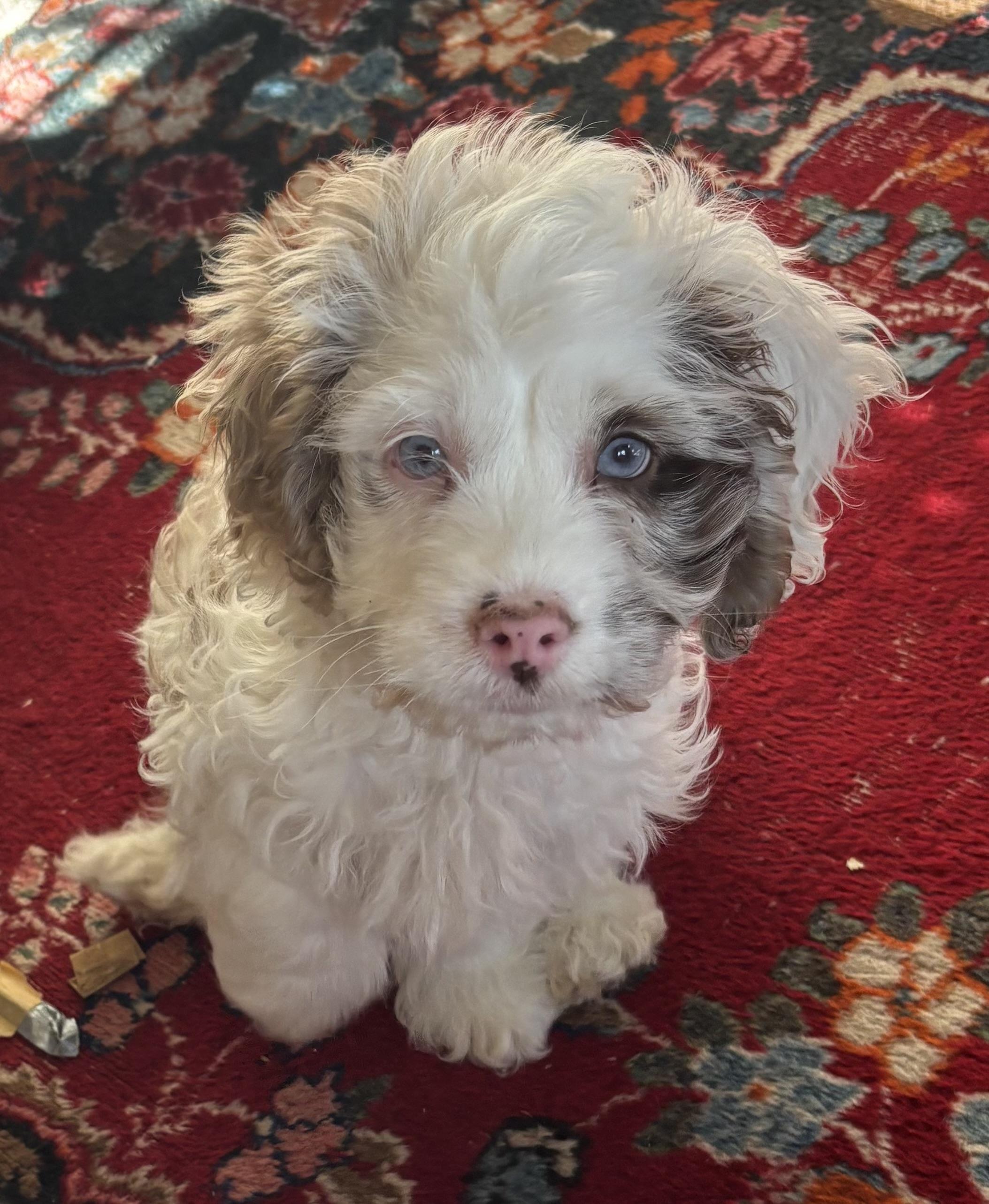 Enlarge Oliver, a ADOPTABLE mixed breed in Overland Park, KS image 1/3