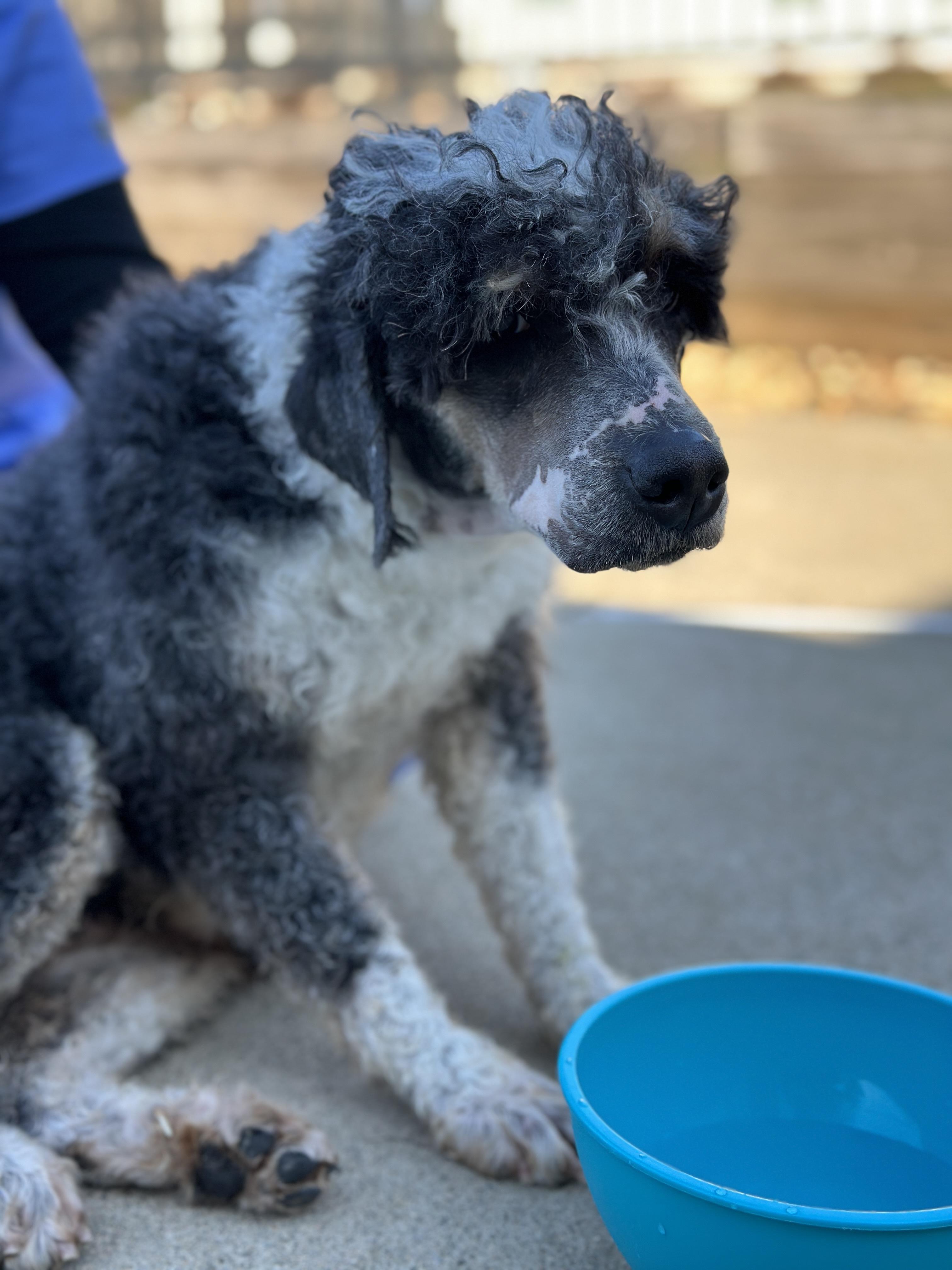 Olive, a ADOPTABLE Bernedoodle in Buford, GA image 6/6