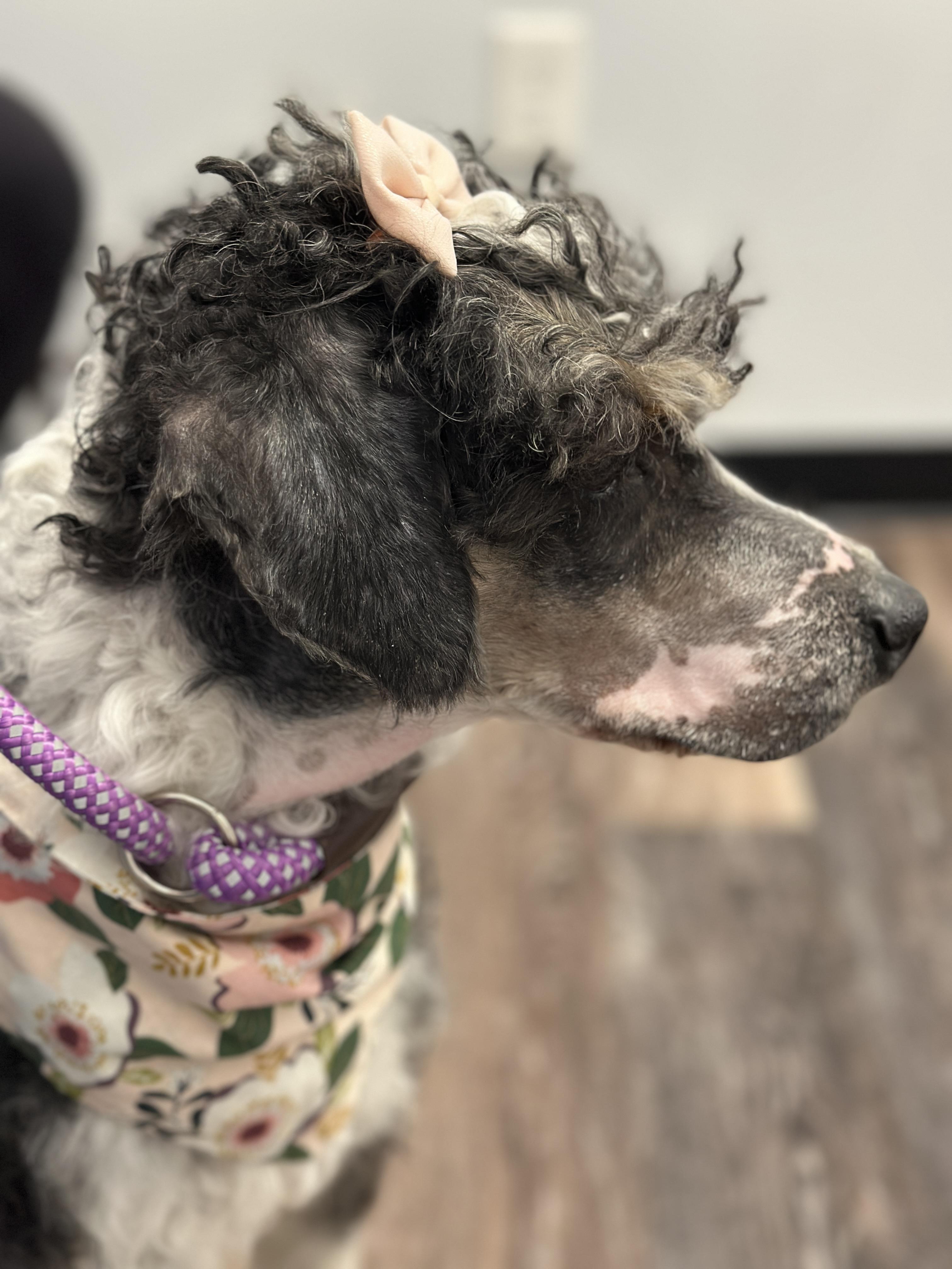 Olive, a ADOPTABLE Bernedoodle in Buford, GA image 3/6