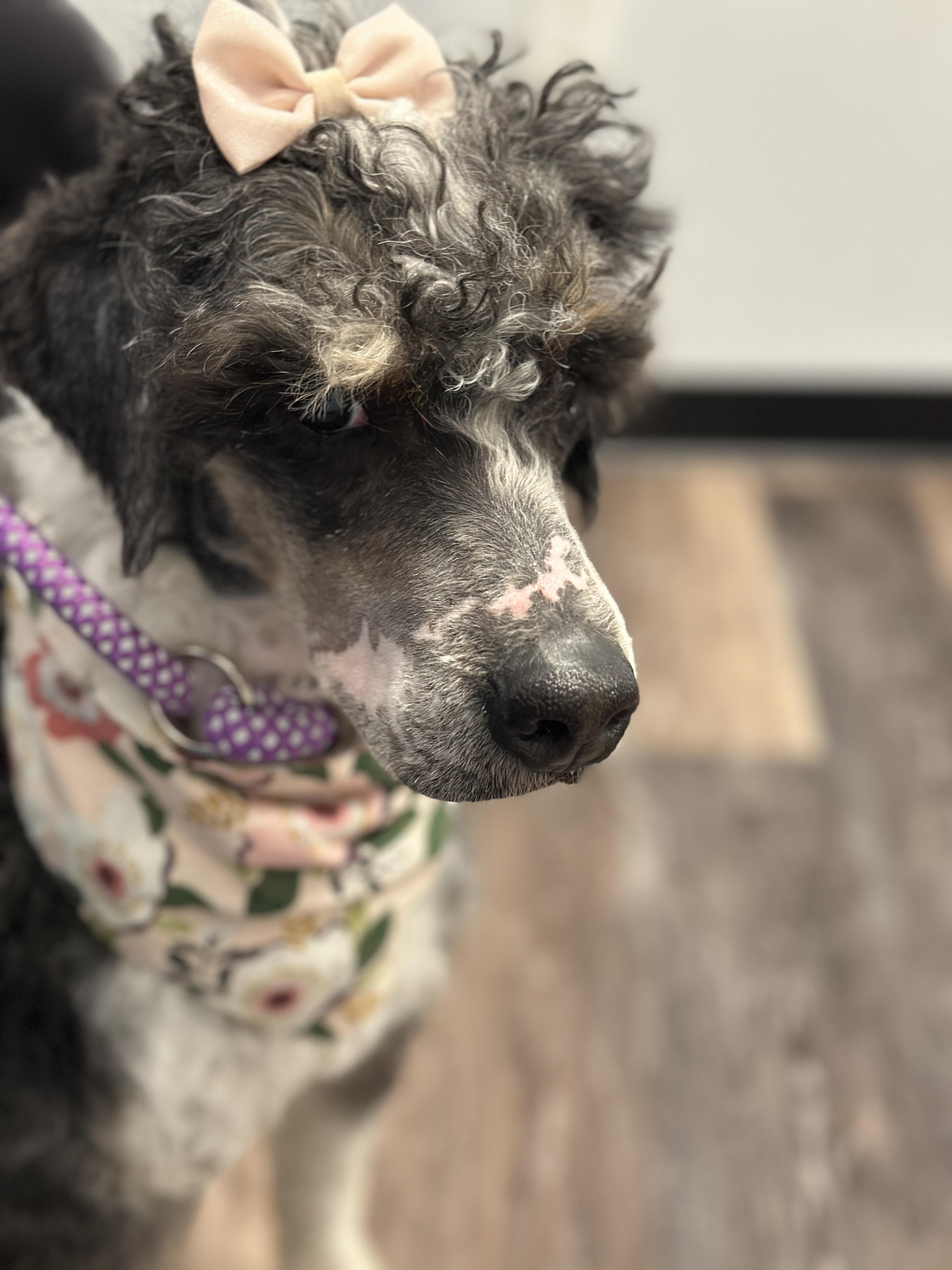 Olive, a ADOPTABLE Bernedoodle in Buford, GA image 2/6