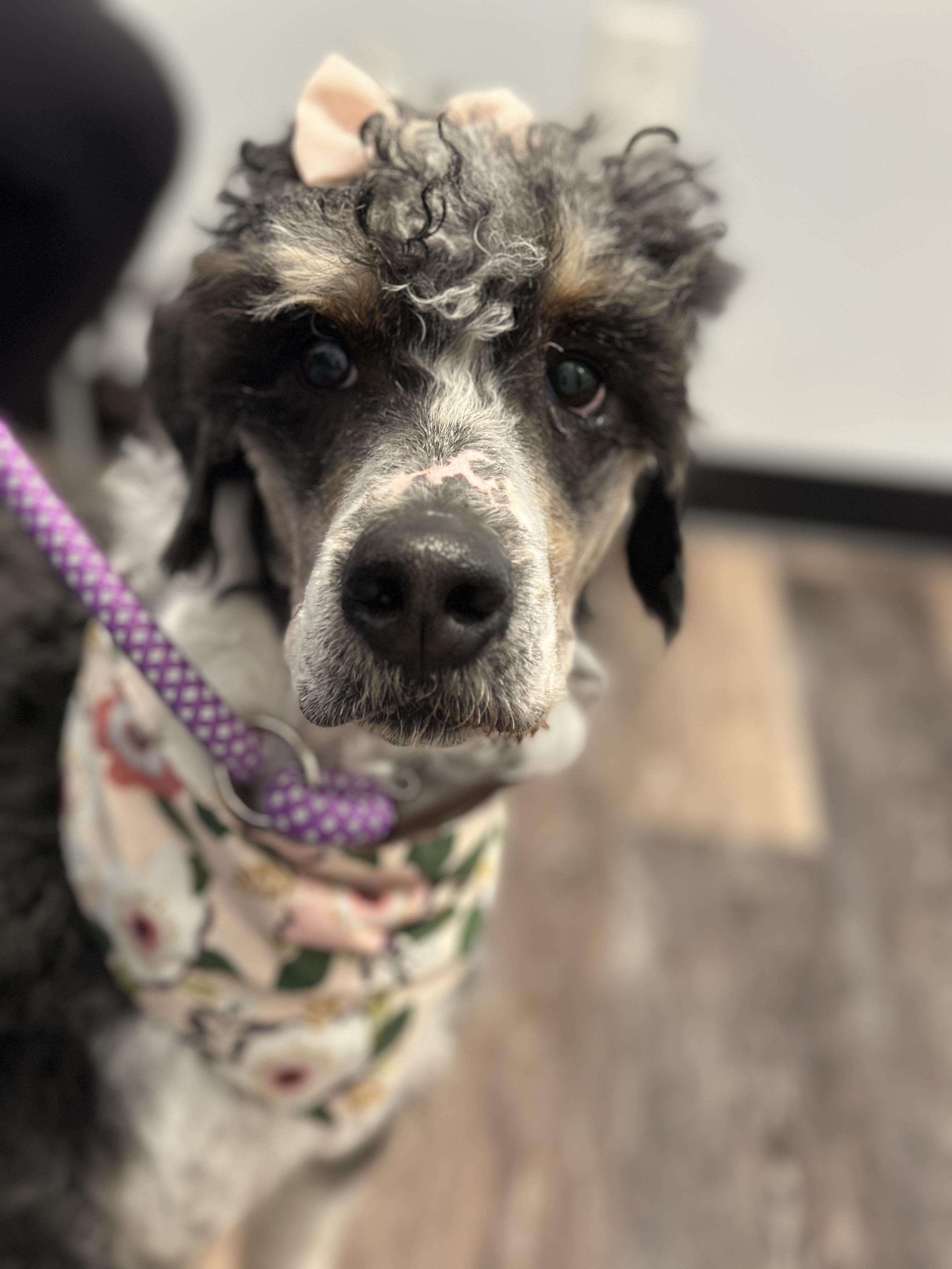 Olive, a ADOPTABLE Bernedoodle in Buford, GA image 4/6