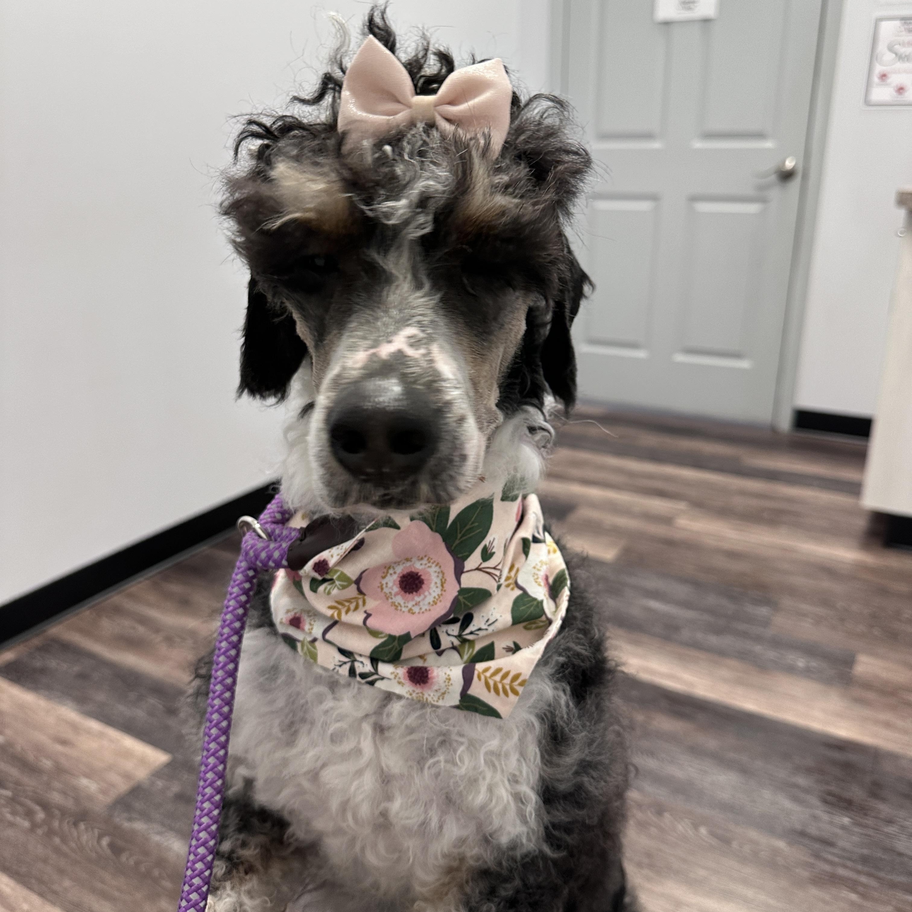 Olive, a ADOPTABLE Bernedoodle in Buford, GA image 1/6